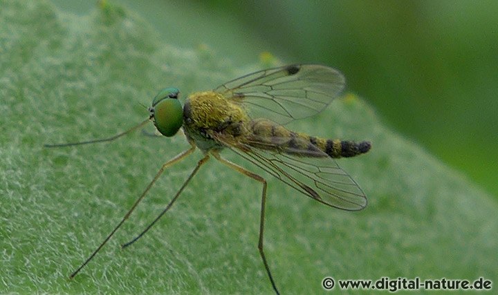 Schnepfenfliege Chrysopilus asiliformis