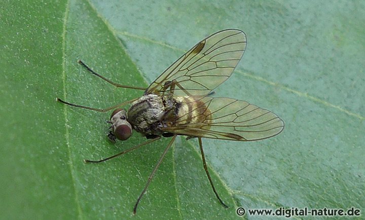 Kronen-Schnepfenfliege Weibchen