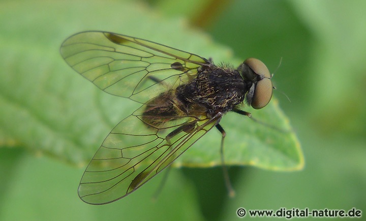 Chrysopilus cristatus Männchen