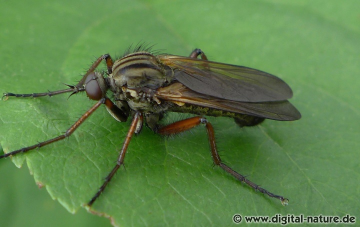Die Tanzfliege Empis opaca bildet oft größere Schwärme