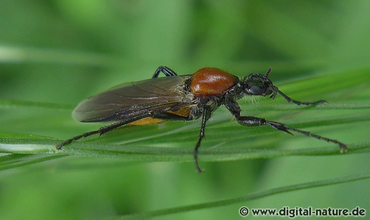 Gartenhaarmücke Bibio hortulans