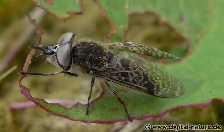 Haematopota subcylindrica Merkmale