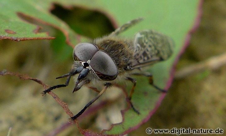 Haematopota subcylindrica Männchen