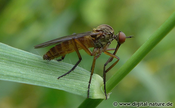 Helle Tanzfliege Empis livida