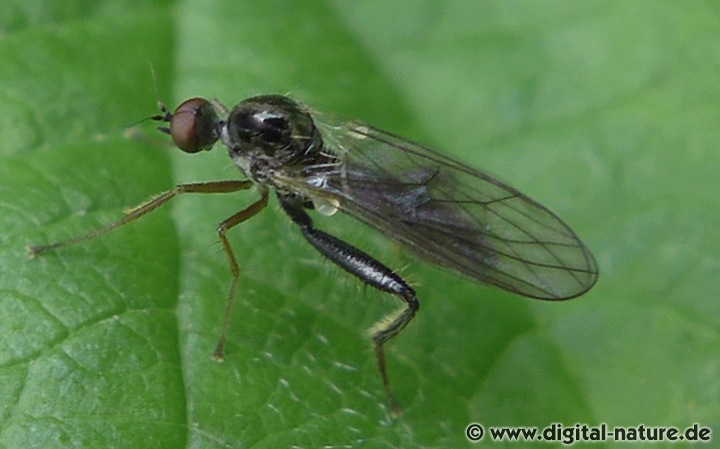 Buckeltanzfliege Hybos femoratus
