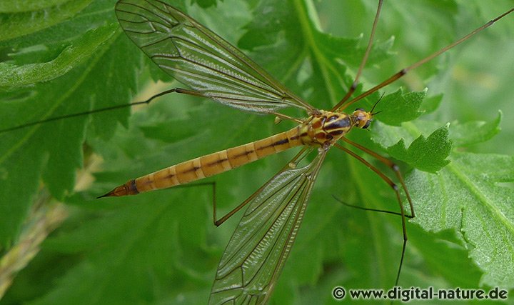 Schnake Nephrotoma scurra