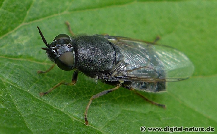 Waffenfliege Odontomyia tigrina