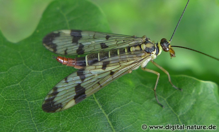 Gemeine Skorpionsfliege Panorpa communis