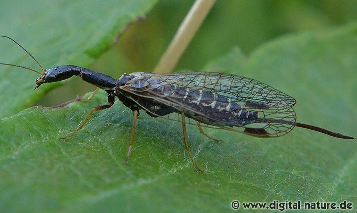 Raphidia ophiopsis Weibchen
