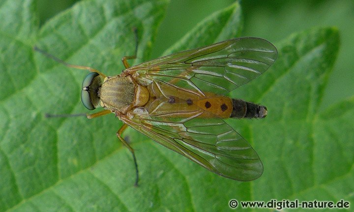 Goldgelbe Schnepfenfliege Rhagio tringarius
