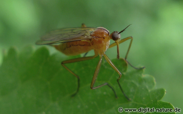 Empis stercorea findet man auf Feuchtwiesen oder im Hecken-Biotop