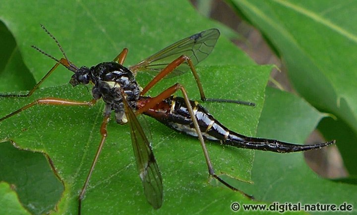 Tanyptera atrata Weibchen