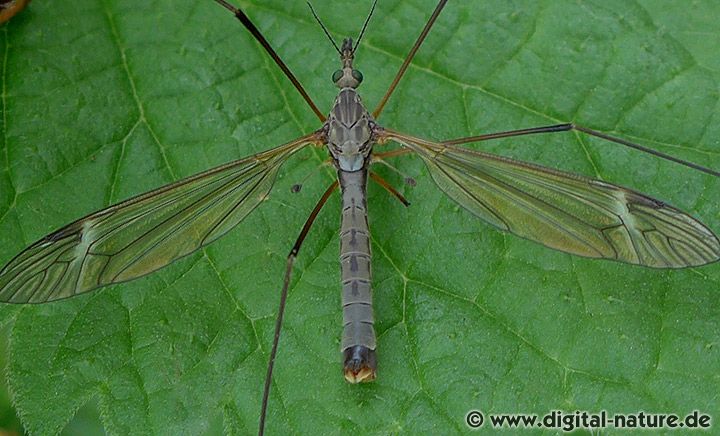 Tipula luna Männchen Merkmale