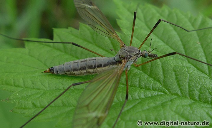 Tipula luna Weibchen