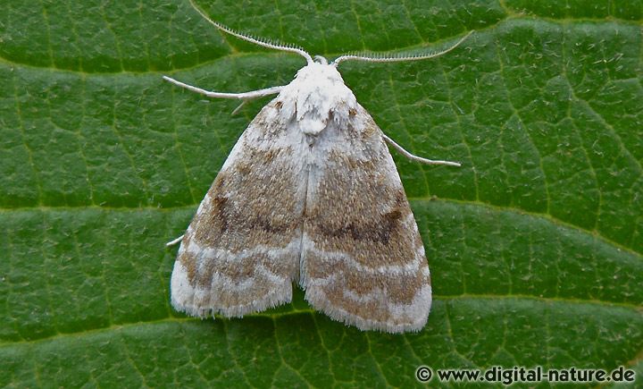 Brombeer-Kleinbärchen Meganola albula