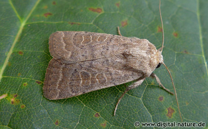 Hellbraune Staubeule Hoplodrina ambigua