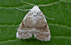 Meganola albula