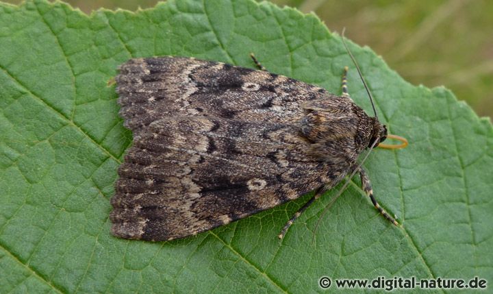 Svenssons Pyramideneule Amphipyra berbera