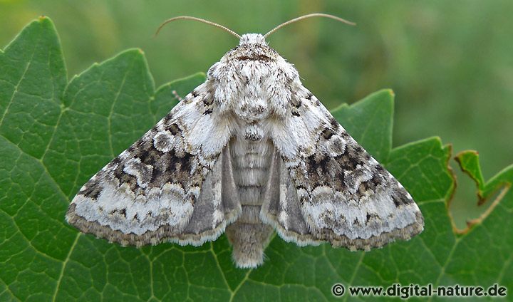 Hasenlatticheule Hecatera bicolorata