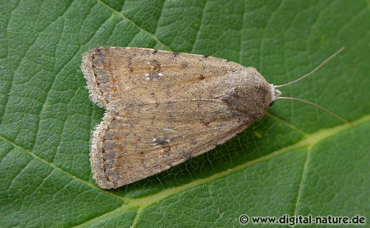 Heu-Staubeule Caradrina clavipalpis