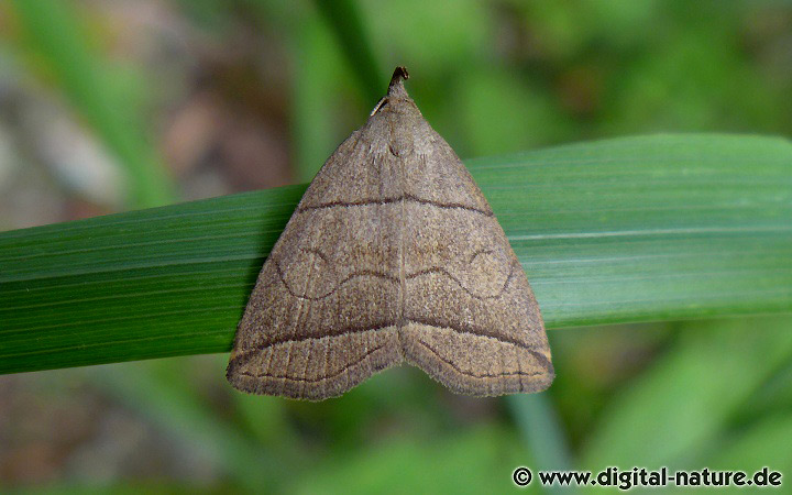 Bogenlinien-Spannereule Herminia grisealis