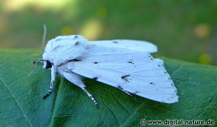 Woll-Rindeneule Acronicta leporina