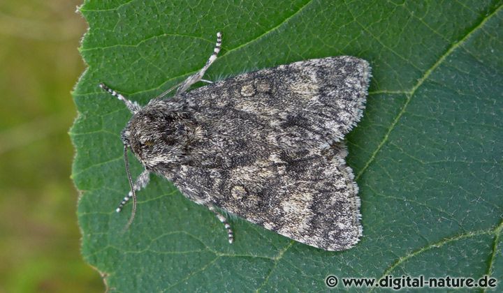 Großkopf-Rindeneule Acronicta megacephala