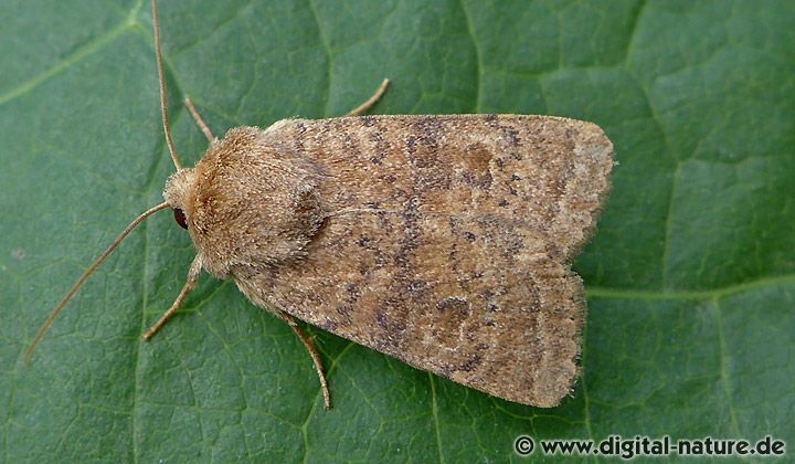 Gelbbraune Staubeule Hoplodrina octogenaria