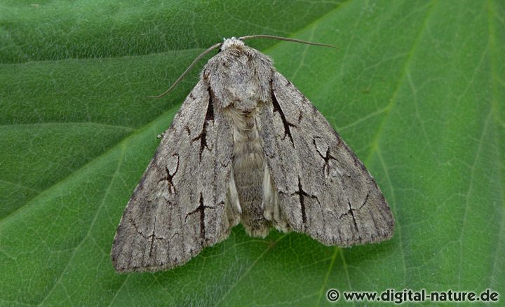 Pfeileule (Acronicta cf. psi)