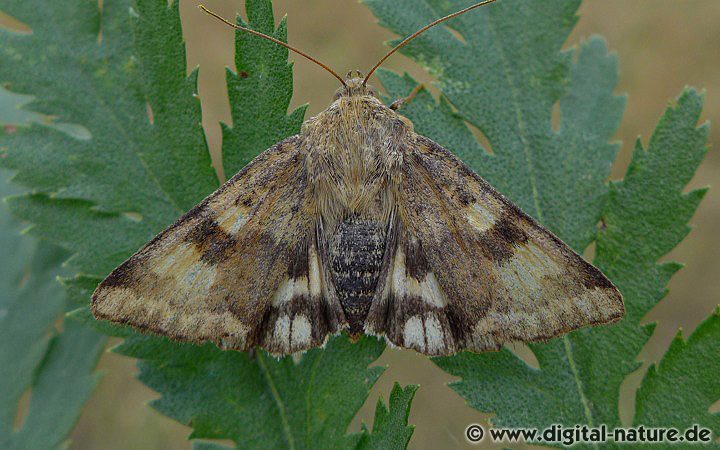 Karden-Sonneneule Heliothis viriplaca