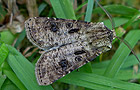 Agrotis clavis