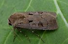 Agrotis exclamationis