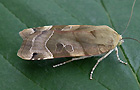 Noctua fimbriata