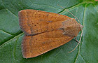 Noctua interjecta