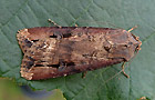 Agrotis ipsilon