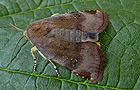 Noctua janthina