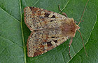 Diarsia mendica