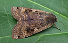 Noctua pronuba