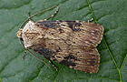 Agrotis puta