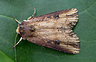 Axylia putris