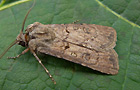 Agrotis segetum