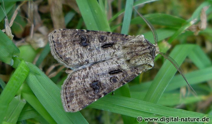 Magerwiesen-Bodeneule Agrotis clavis