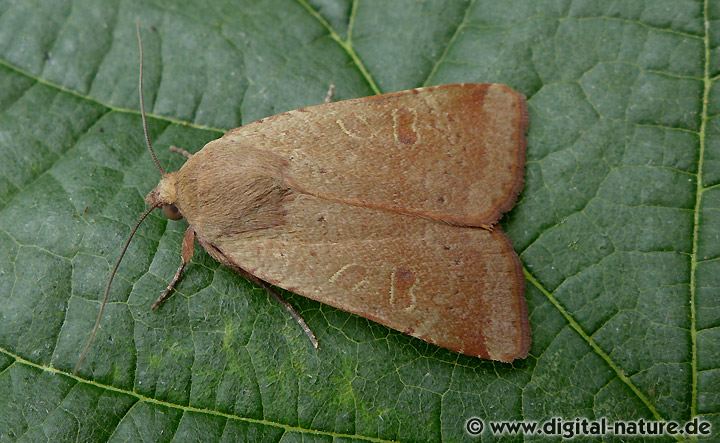 Breitflügelige Bandeule Noctua comes