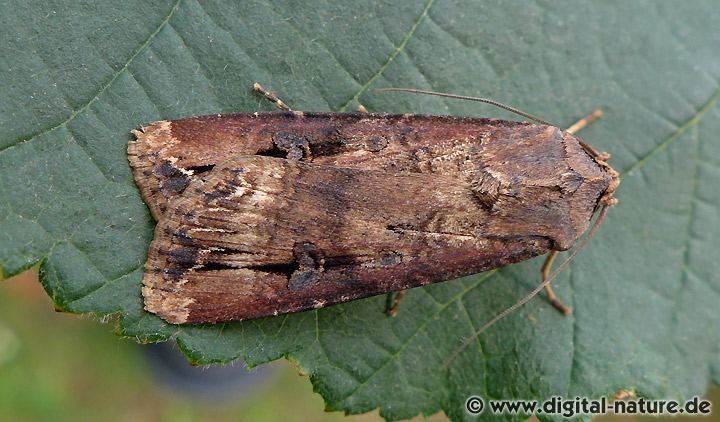 Ypsiloneule Agrotis ipsilon