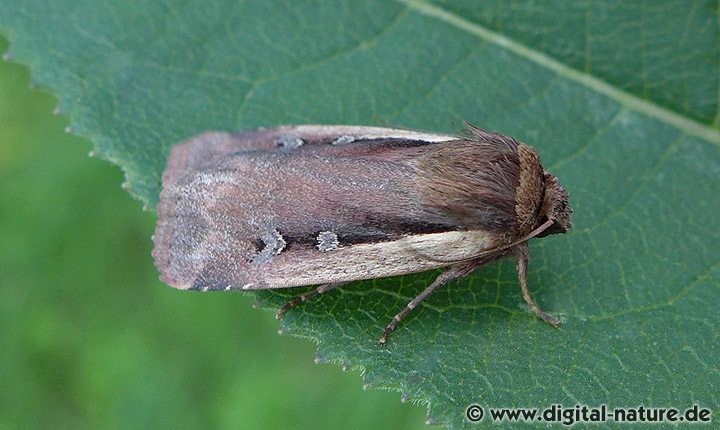 Hellrandige Erdeule Ochropleura plecta