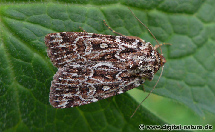 Kleine Heidekrauteule Lycophotia porphyrea