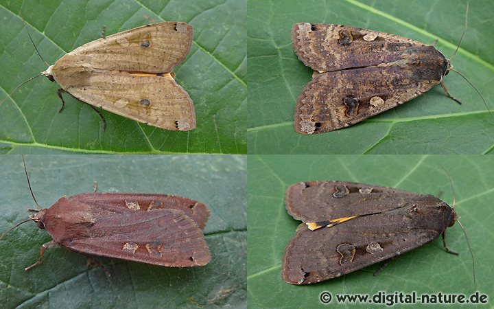 Hausmutter Noctua pronuba