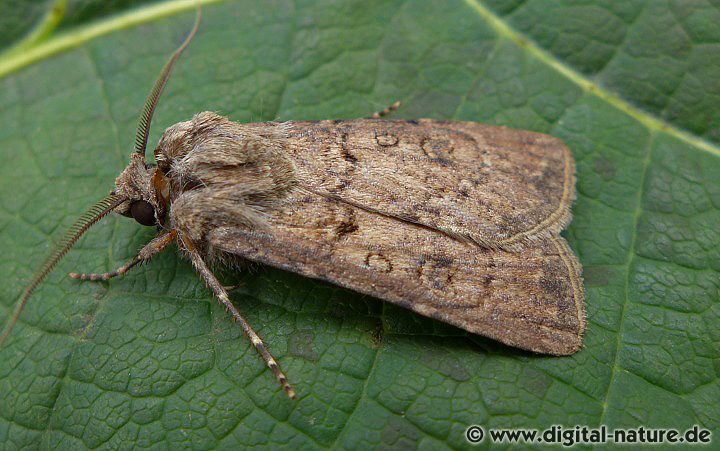 Saateule Agrotis segetum Männchen