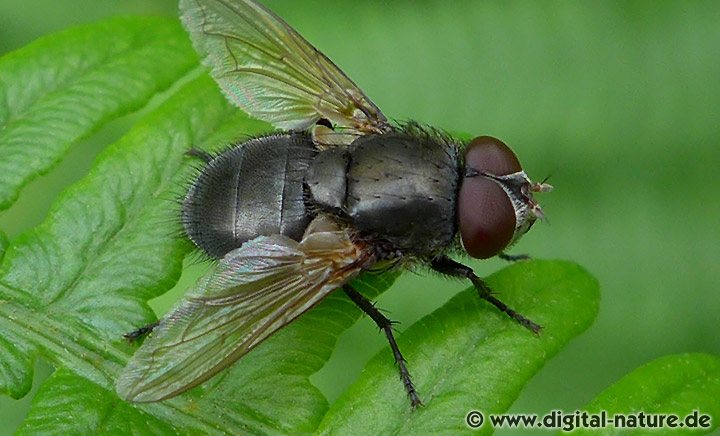 Schmeißfliege Pollenia amentaria