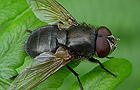 Pollenia amentaria